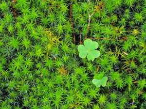 はじめてのコケ＜秋の回＞【バードピア浜北】