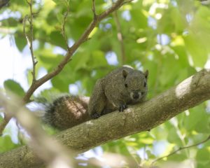 仮剥製づくり体験イベント【森林公園 森の家】
