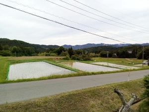 【ヤタローグループ　能登復興支援活動】アイガモ農法支援